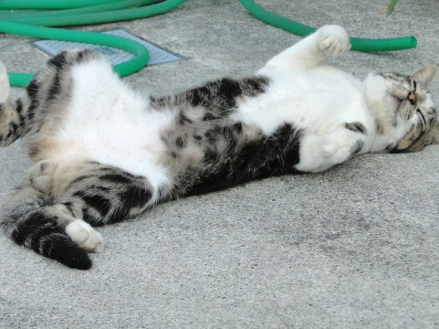 猫がねている