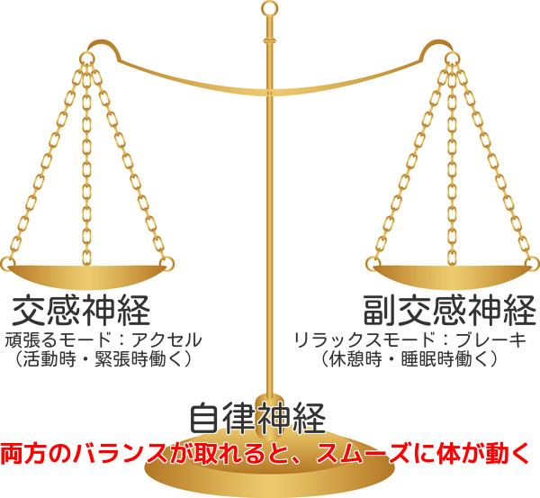 自律神経の交感神経と副交感神経の両方のバランスが取れるとスムーズに体が動く