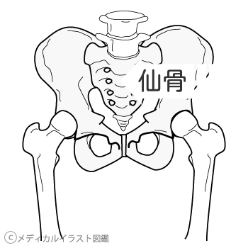 骨盤（仙骨）