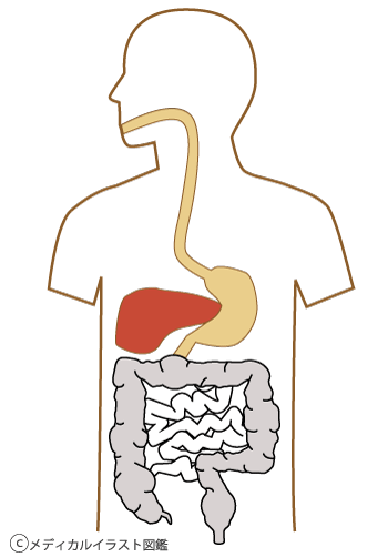 内臓のイラスト