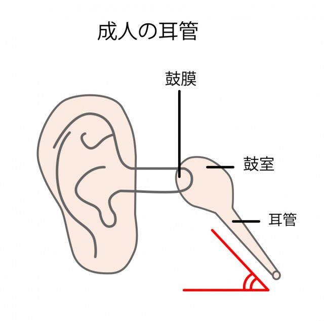 成人の耳管の角度
