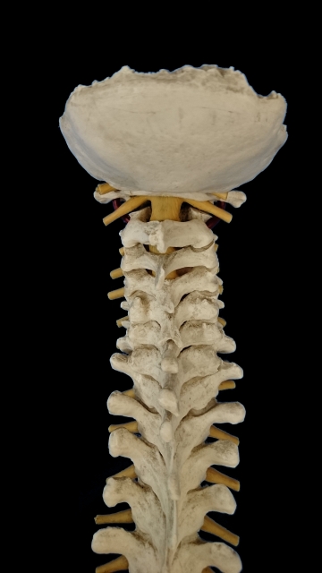 頚椎の写真