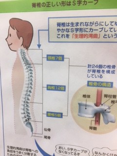 背骨はカーブしています