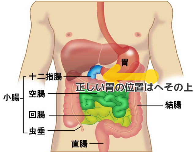 正しい胃の位置はへその上