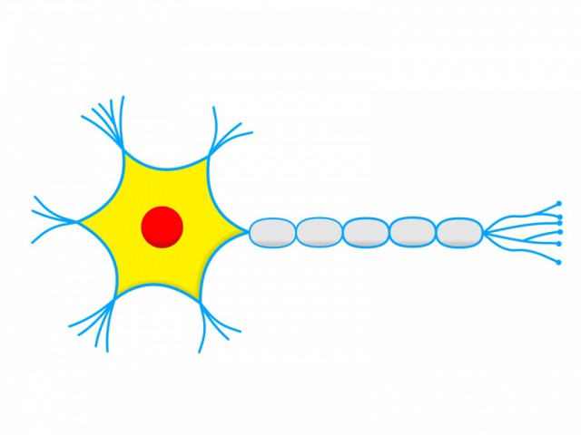 神経