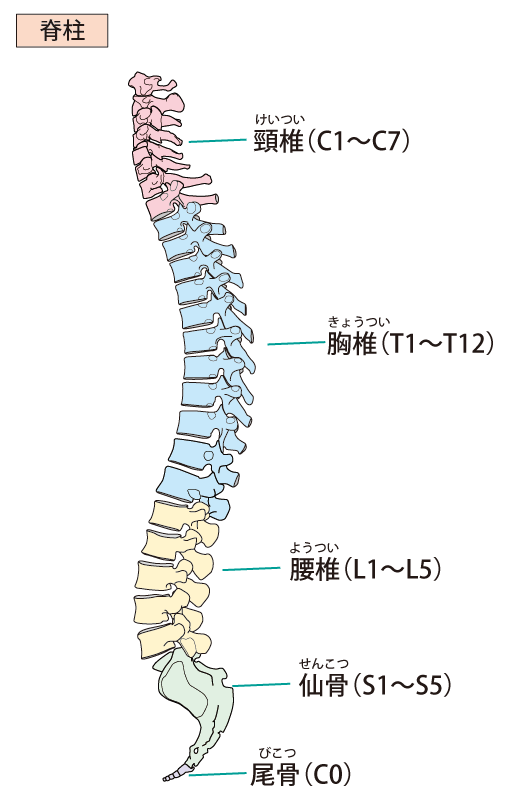 背骨