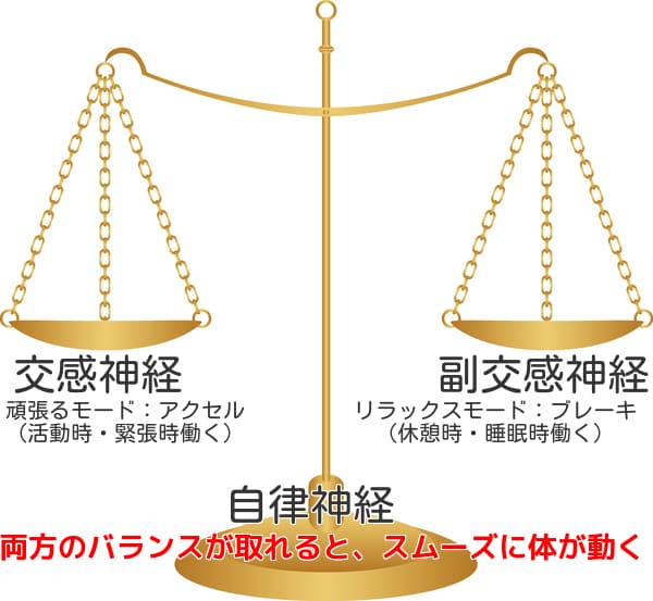 交感神経と副交感神経のバランスが取れるとスムーズに体が動く