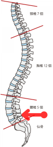 腰椎の前弯